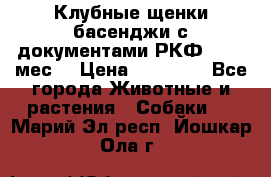 Клубные щенки басенджи с документами РКФ - 2,5 мес. › Цена ­ 20 000 - Все города Животные и растения » Собаки   . Марий Эл респ.,Йошкар-Ола г.